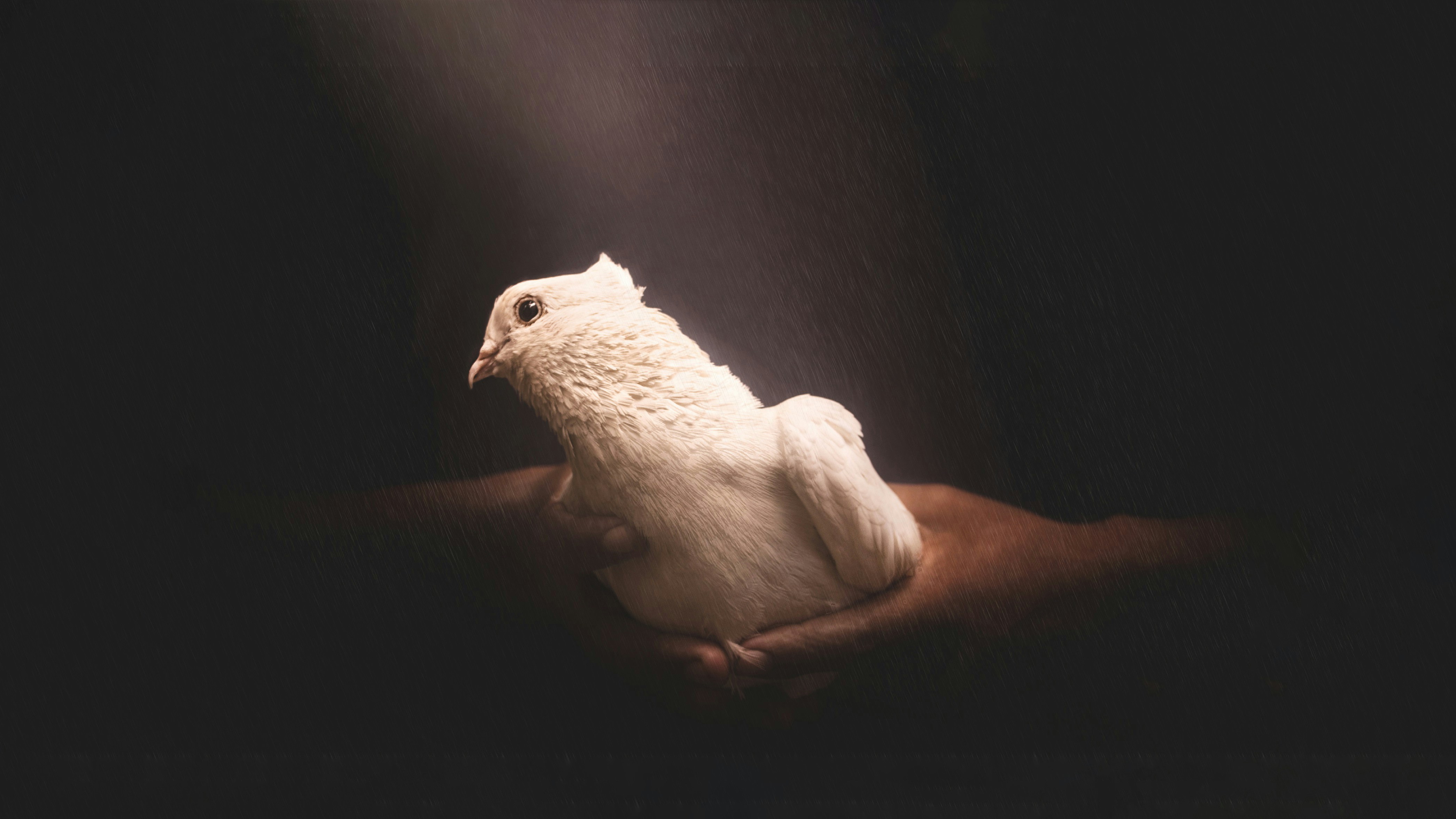 Lord give us Peace